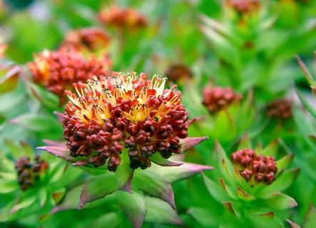 Benefits of Rhodiola Rosea Nootropics